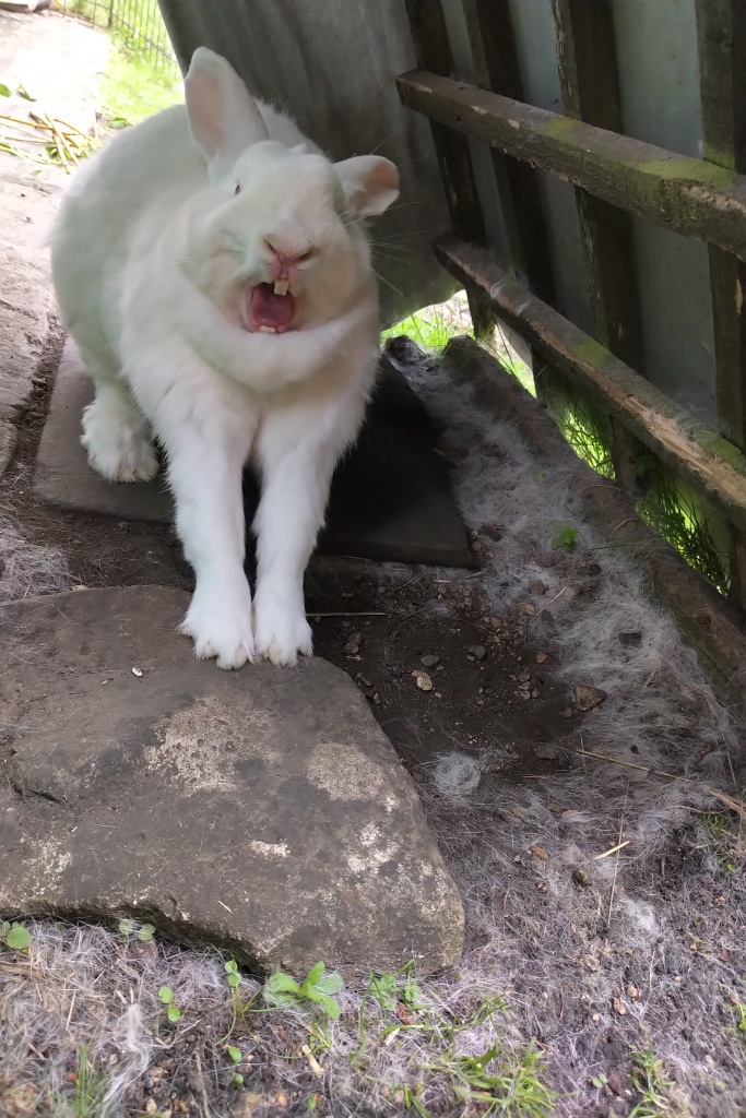Obelix the red eyed white rabbit stretches his front paws while yawning widely. His sharp teeth are showing. He is pictured in the shade of the lean-to shelter outside his summer house (out of frame) while sitting on some garden slabs.